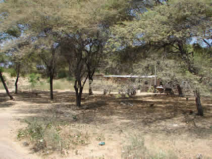 ALGARROBO (PROSOPIS PALLIDA) 05