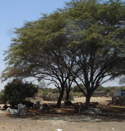 ALGARROBO (PROSOPIS PALLIDA) 06