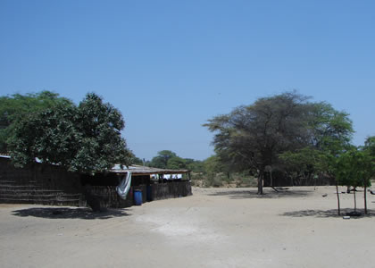 ALGARROBO (PROSOPIS PALLIDA) 07