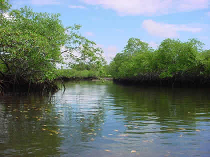 LOS MANGLARES DE SAN PEDRO 01