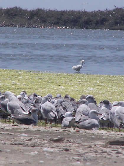 LOS MANGLARES DE SAN PEDRO 08