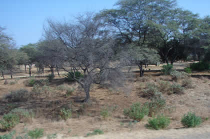 RUTA PIURA CHULUCANAS 03