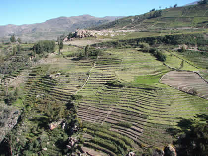 ANDENES DE CHACAWIRA TARATA 01