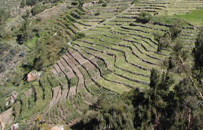 ANDENES DE CHACAWIRA TARATA 02