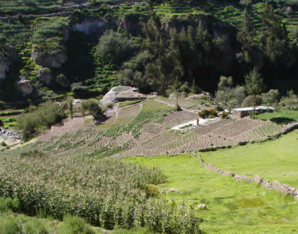 ANDENES DE CHACAWIRA TARATA 04