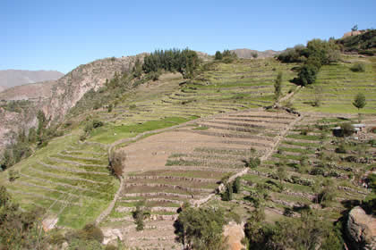 ANDENES DE CHACAWIRA TARATA 05