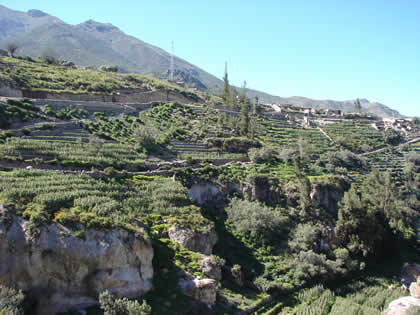 ANDENES DE CHACAWIRA TARATA 06