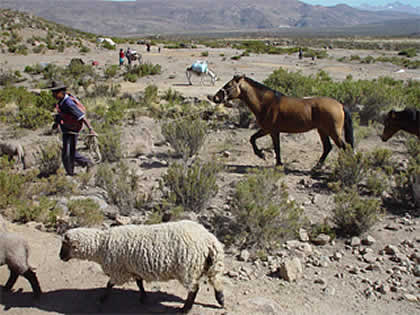 CANDARAVE AGRICULTURA GANADERIA 03