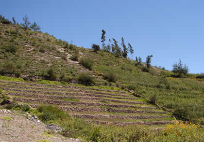 TARUCACHI ESTIQUE PAMPA PALQUILLA 02