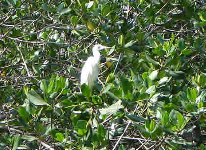 BIRDWATCHING O OBSERVACION DE AVES EN EL SANTUARIO NACIONAL LOS MANGLARES DE TUMBES 01