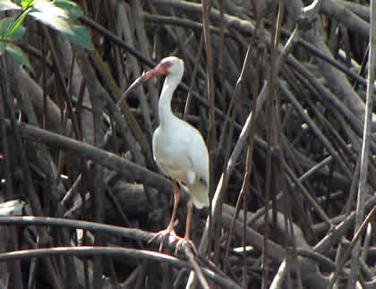 BIRDWATCHING O OBSERVACION DE AVES EN EL SANTUARIO NACIONAL LOS MANGLARES DE TUMBES 02