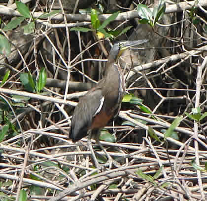 BIRDWATCHING O OBSERVACION DE AVES EN EL SANTUARIO NACIONAL LOS MANGLARES DE TUMBES 03