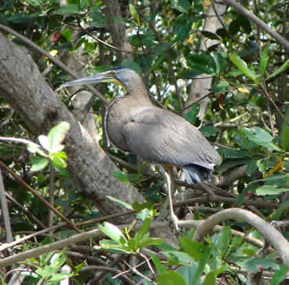 BIRDWATCHING O OBSERVACION DE AVES EN EL SANTUARIO NACIONAL LOS MANGLARES DE TUMBES 05