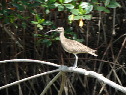 BIRDWATCHING O OBSERVACION DE AVES EN EL SANTUARIO NACIONAL LOS MANGLARES DE TUMBES 06