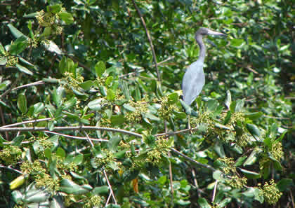 BIRDWATCHING O OBSERVACION DE AVES EN EL SANTUARIO NACIONAL LOS MANGLARES DE TUMBES 07