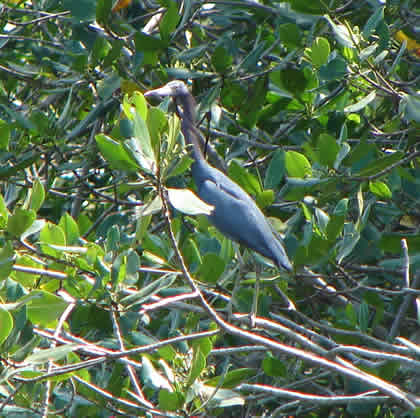 BIRDWATCHING O OBSERVACION DE AVES EN EL SANTUARIO NACIONAL LOS MANGLARES DE TUMBES 08