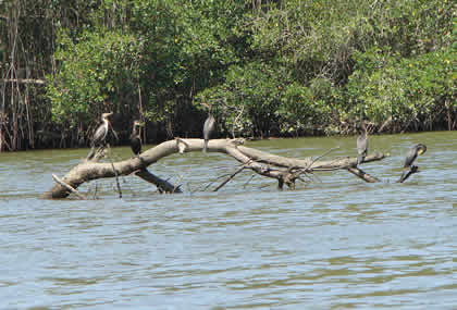 BIRDWATCHING O OBSERVACION DE AVES EN EL SANTUARIO NACIONAL LOS MANGLARES DE TUMBES 09