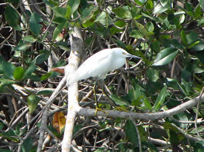 BIRDWATCHING O OBSERVACION DE AVES EN EL SANTUARIO NACIONAL LOS MANGLARES DE TUMBES 10