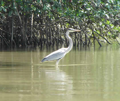 BIRDWATCHING O OBSERVACION DE AVES EN EL SANTUARIO NACIONAL LOS MANGLARES DE TUMBES 11