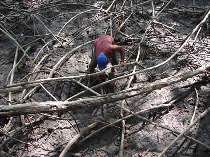 DEMOSTRACION DE LA LABOR DEL CANGREJERO 01