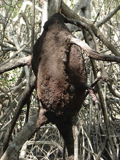 NIDO DE COMEJEN, NASUTITERMES SP O TERMITIDAE 02