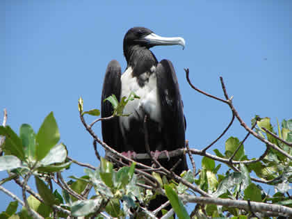 LA ISLA DE LOS PAJAROS 07