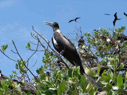 LA ISLA DE LOS PAJAROS 08