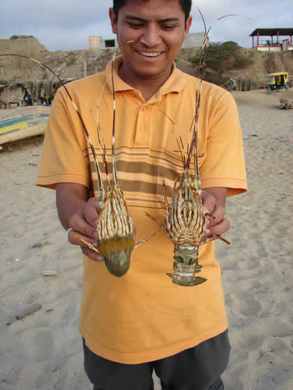 LANGOSTAS EN LA PLAYA CALETA GRAU 01