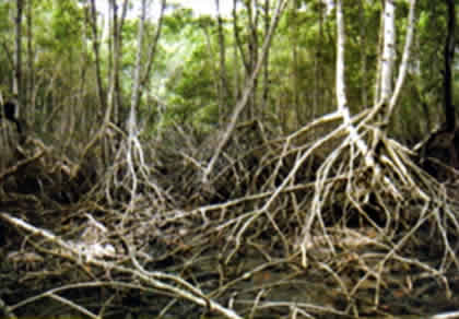 EL MANGLAR 02