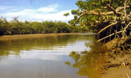 EL MANGLAR 03