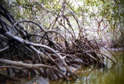 EL MANGLAR 06