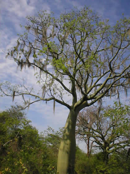 PARQUE NACIONAL CERROS DE AMOTAPE 01