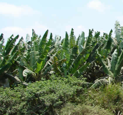 PLANTACIONES DE PLATANO EN TUMBES 01