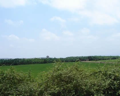 PLANTACIONES DE PLATANO EN TUMBES 02