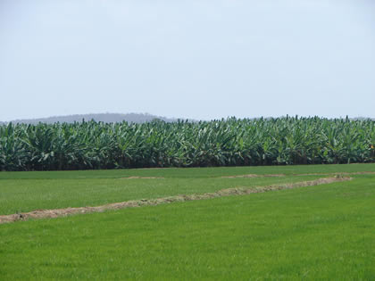 PLANTACIONES DE PLATANO EN TUMBES 03