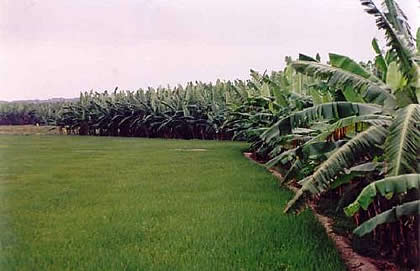 PLANTACIONES DE PLATANO EN TUMBES 04