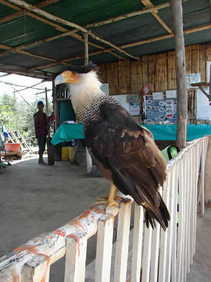 GEORGE LA MASCOTA DE ASEXTRHI NE M 03