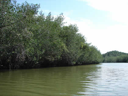 SANTUARIO NACIONAL LOS MANGLARES DE TUMBES 04