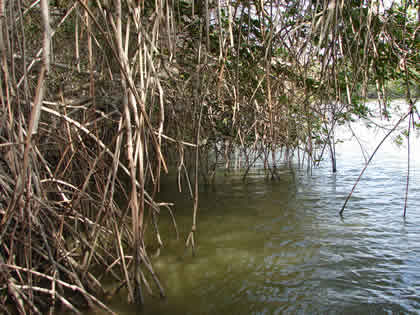 EL SENDERO INTERPRETATIVO DEL SANTUARIO NACIONAL LOS MANGLARES DE TUMBES 01