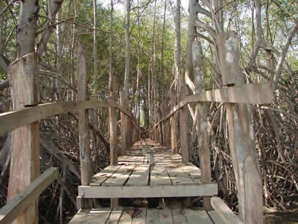 EL SENDERO INTERPRETATIVO DEL SANTUARIO NACIONAL LOS MANGLARES DE TUMBES 02