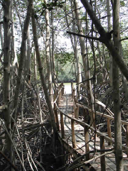 EL SENDERO INTERPRETATIVO DEL SANTUARIO NACIONAL LOS MANGLARES DE TUMBES 04