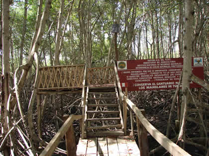 EL SENDERO INTERPRETATIVO DEL SANTUARIO NACIONAL LOS MANGLARES DE TUMBES 05