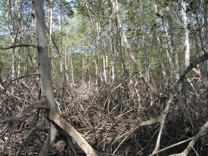 EL SENDERO INTERPRETATIVO DEL SANTUARIO NACIONAL LOS MANGLARES DE TUMBES 06