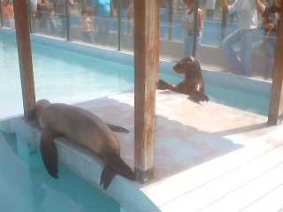 ZOOLOGICO DE HUACHIPA FOCAS