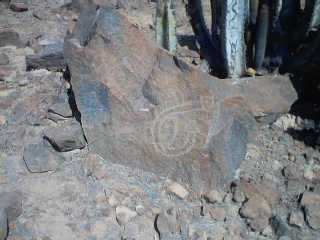 CANTACHECTA11