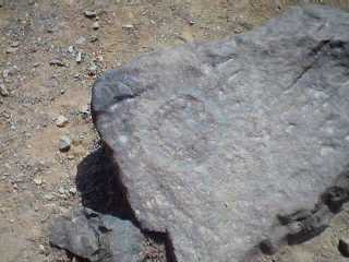 CANTACHECTA26