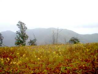 Las Lomas de Lachay